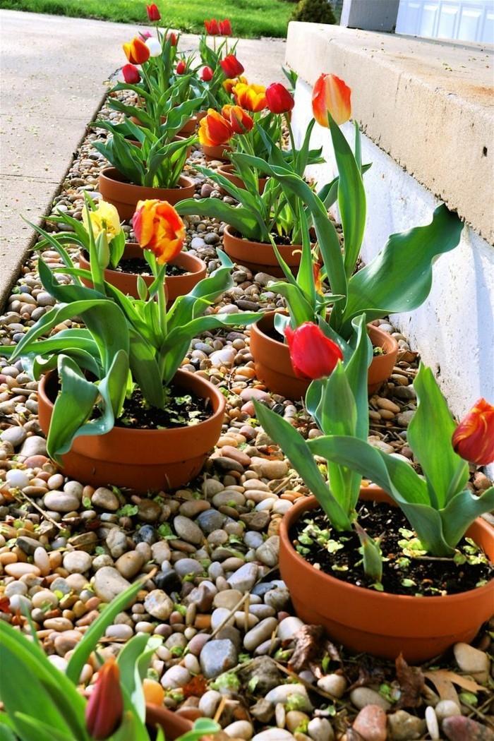 idee zum tulpen einpflanzen