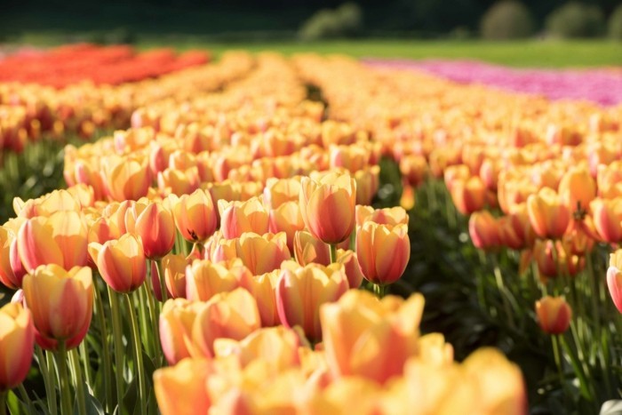 tulpen in wunderschöner farbe