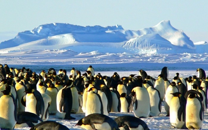 die pinguine auf der antarktis reisen sehen
