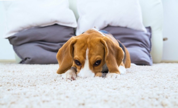 hausstaub milben teppichboden für allergiker hund