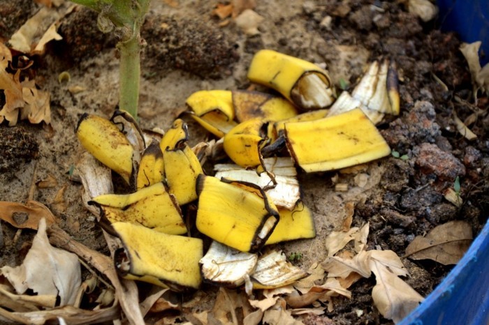 kompostierung mit bananenschalen