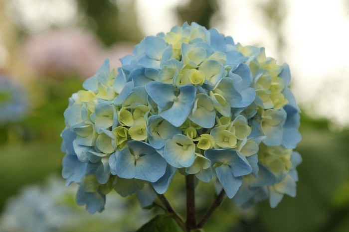 blau grüne hortensie blüte