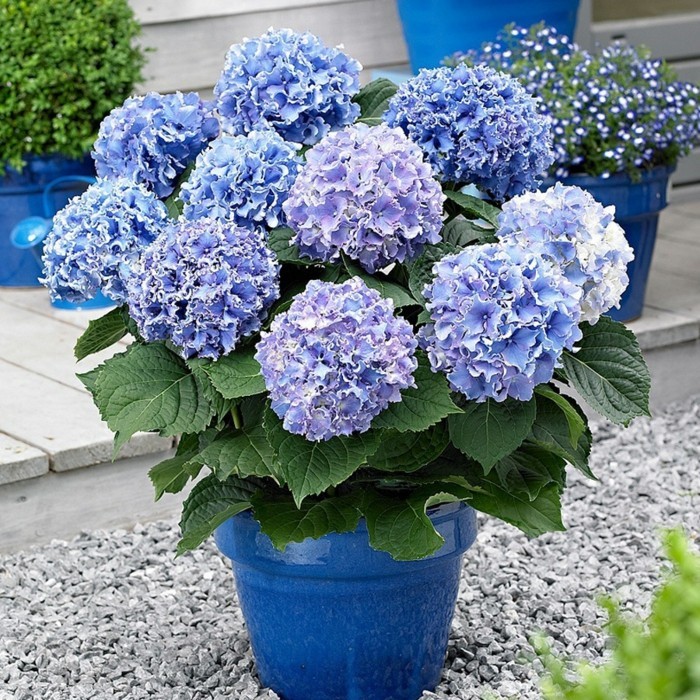 blaue blüten hortensie