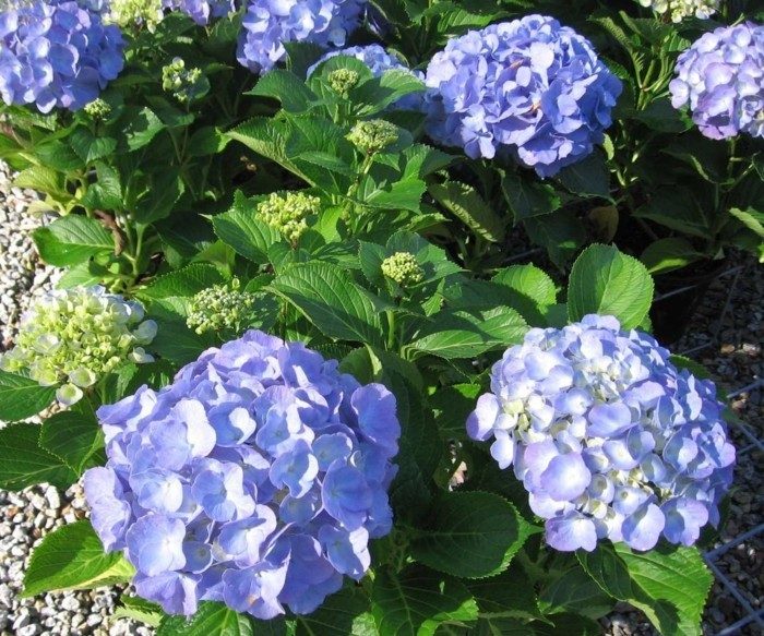 blaue hortensie blüten