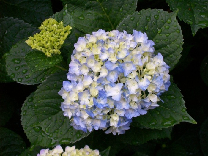 blauweiße-blüten-hortensie