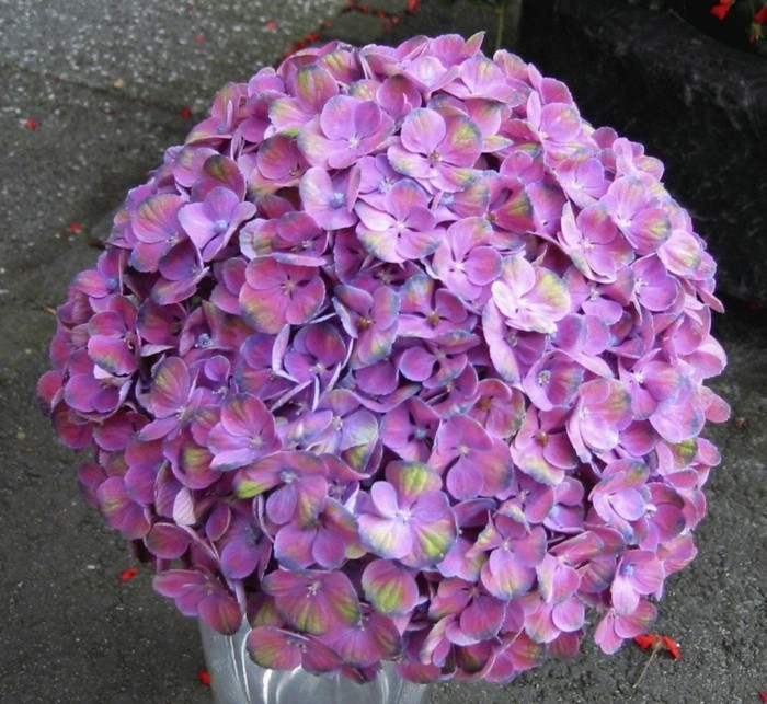 lila blüte hortensie