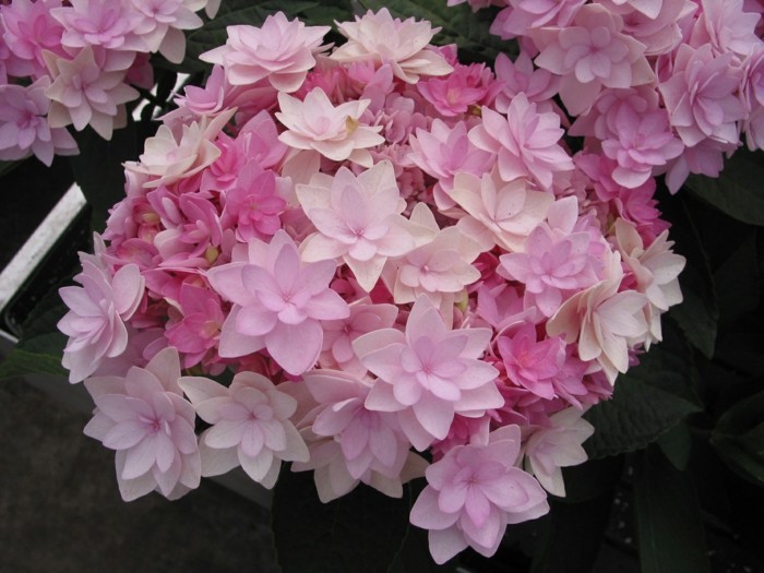 rosa blüte hortensie