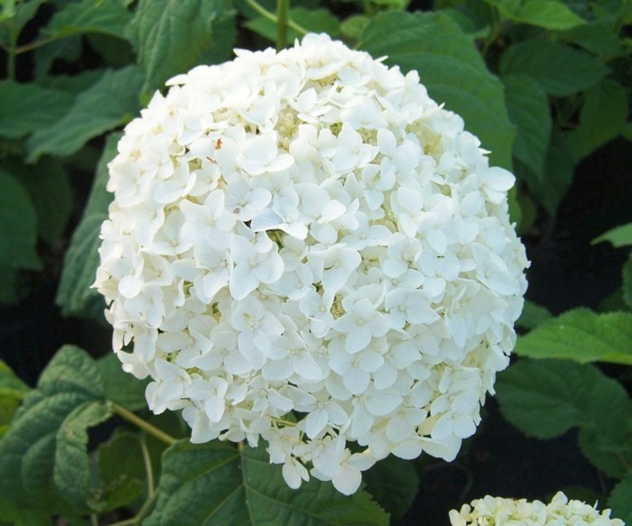 weiße blüte hortensie