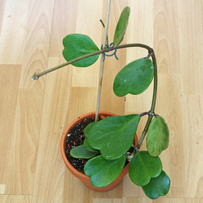 außergewöhnliche zimmerpflanzen hoya kerrii