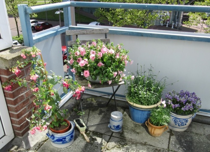 balkon bepflanzen topfen blueten