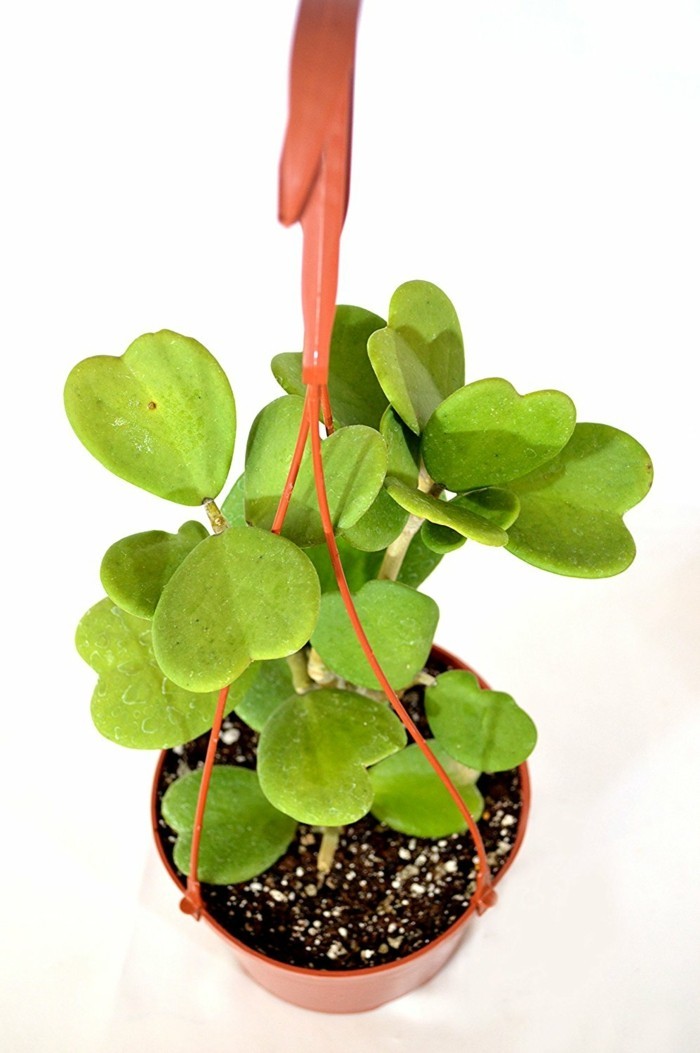 hoya kerrii außergewöhnliche zimmerpflanzen pflanzenpflege