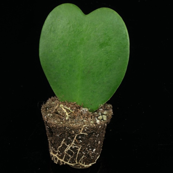 pflanzenpflege außergewöhnliche zimmerpflanzen hoya kerrii