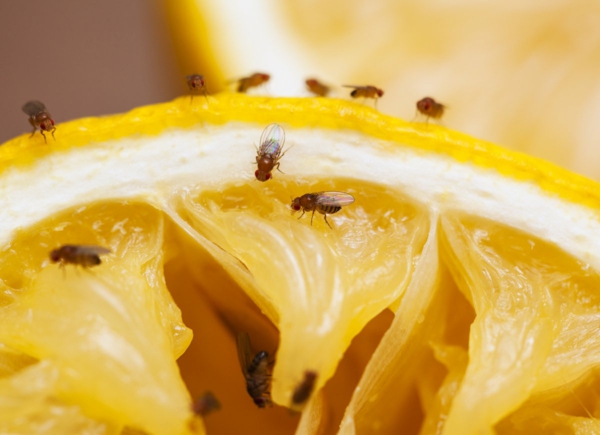 fruchtfliegen bekämpfen ungezieferbekämpfung schädlinge bekämpfen