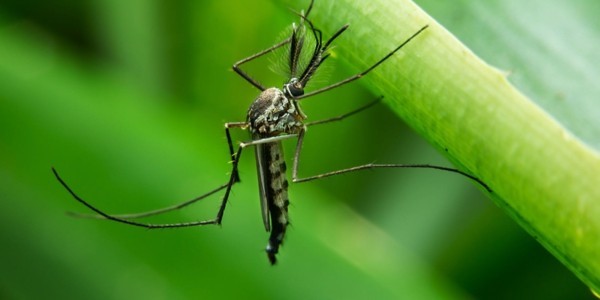 mücke bekämpfen ungezieferbekämpfung schädlinge bekämpfen