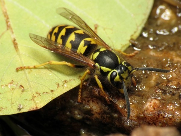 wespen bekämpfen ungezieferbekämpfung schädlinge bekämpfen