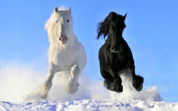 pferde bilder schwarz und weiß im Gallop