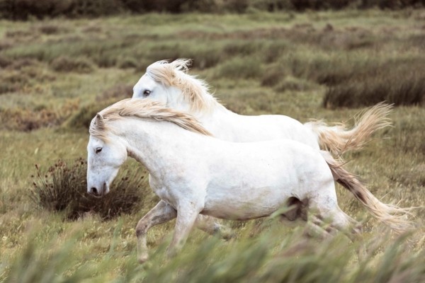pferde bilder weiße pracht