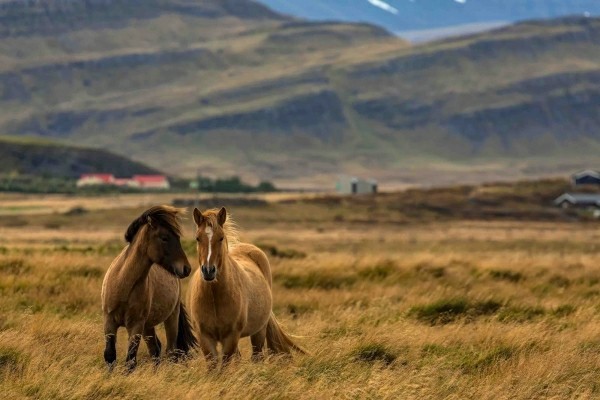 schöne landschaft pferde bilder