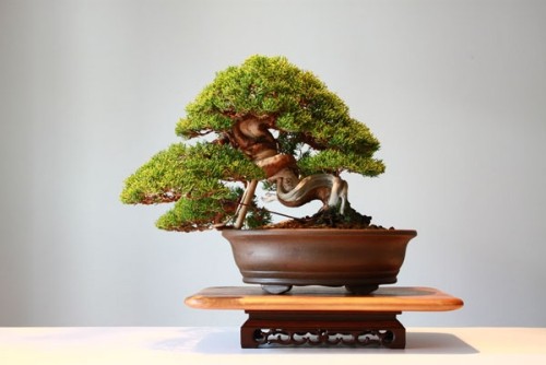 bonsai baum arten