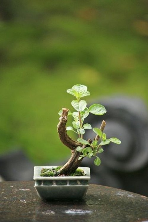 bonsai baum innenbereich
