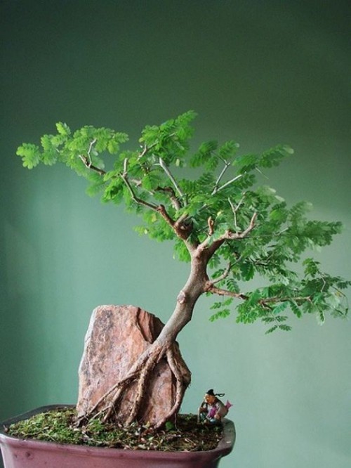 bonsai baum tipps ideen pflegen