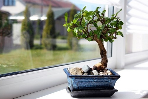 ideen bonsai baum