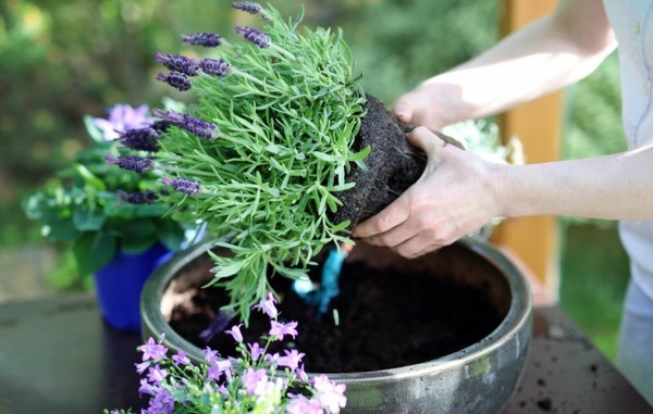 pflanzenpflege zimmerpflanzen lavendel im topf
