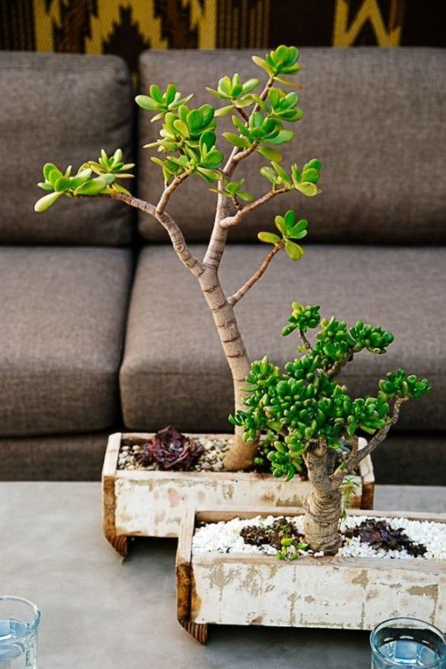 pflegen bonsai ideen