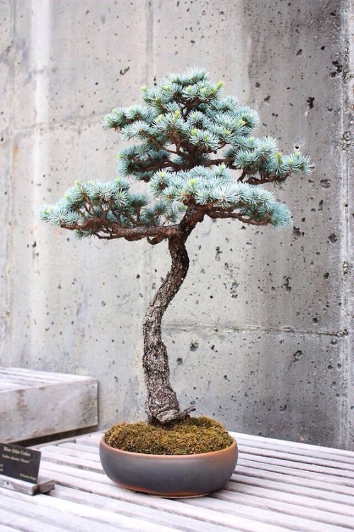 tipps pflegen bonsai baum