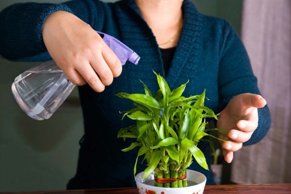 zimmergrünpflanzen pflegeleichte zimmerpflanzen pflanzenpflege tipps
