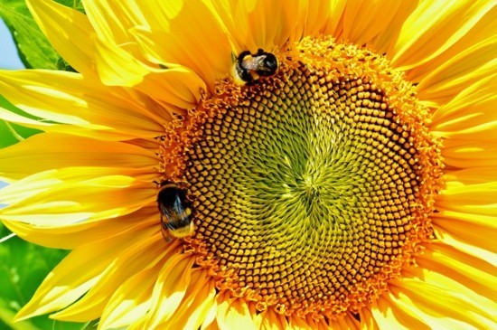 sonnenblumen als bienenfreundliche pflanzen bienenpflanzen