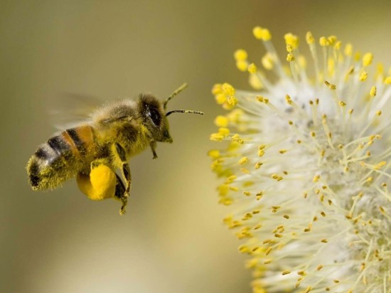 blütenpollen bienenpollen propolis wirkung