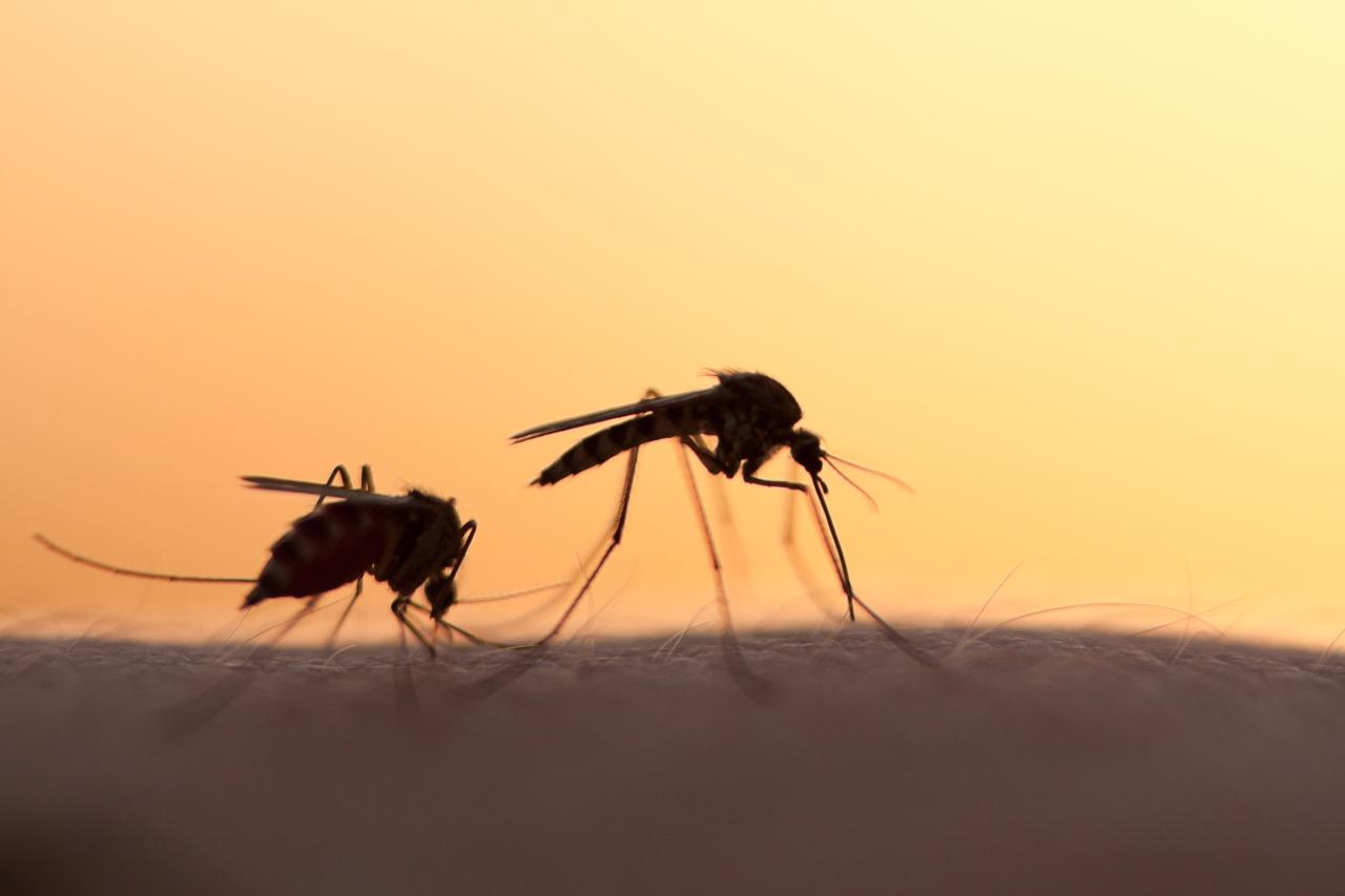 hausmittel gegen mückenstiche was hilft gegen mückentiche behandeln