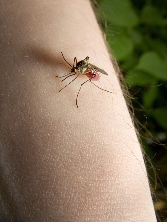 mückenstiche behandeln was hilft gegen mückenstiche hausmittel gegen mückenstiche