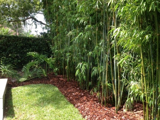 bambusbaum im garten pflege