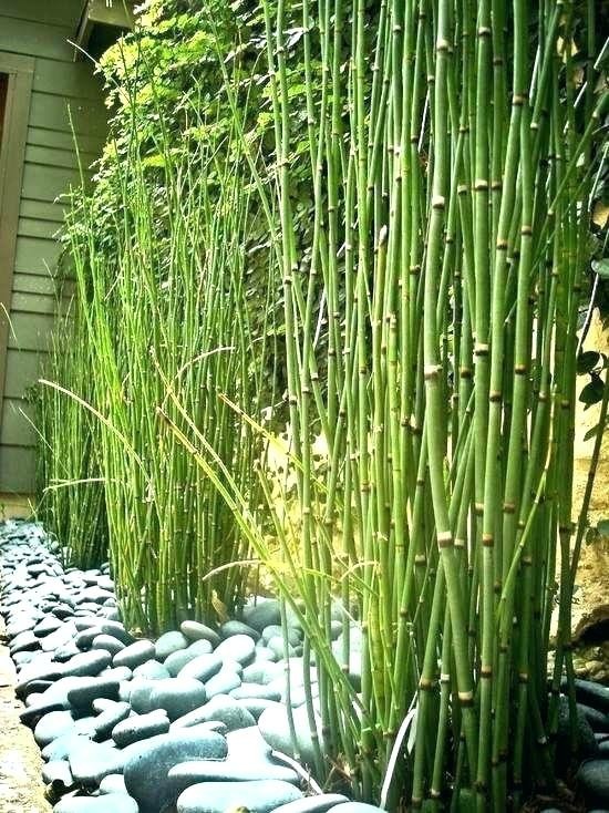 bambusbaum