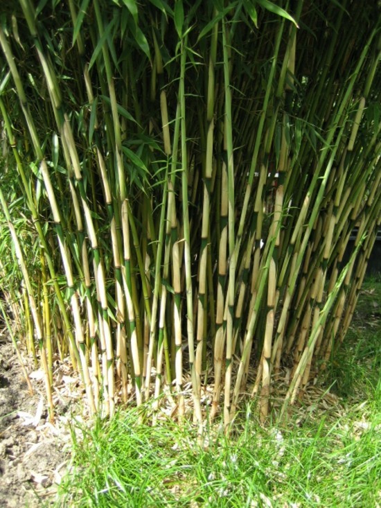 gartenideen bambus ideen