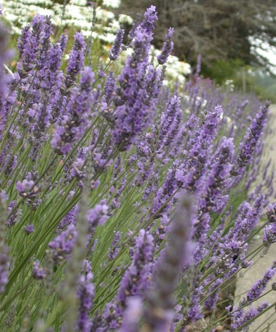 gartenpflanzen lavendel im topf lavendelsirup zubereiten