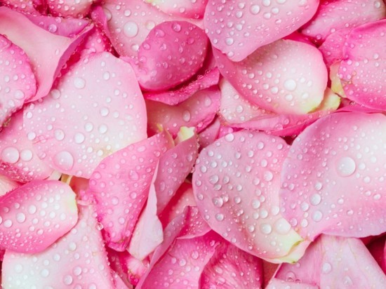 rosenblätter rosensirup selber machen getränkideen