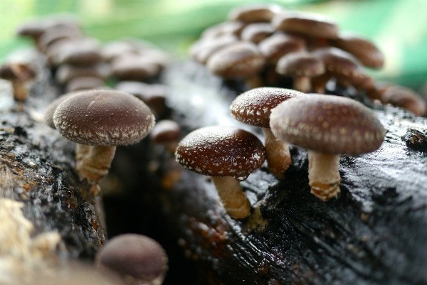 wachsend am baum shiitake pilze-resized