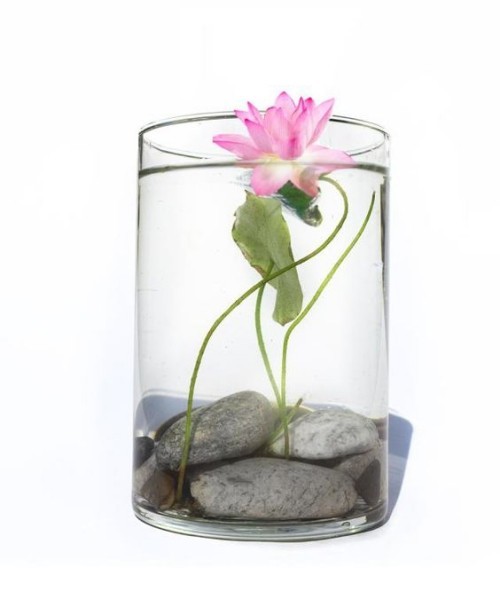 Wasserlilie Lila Wasserpflanze