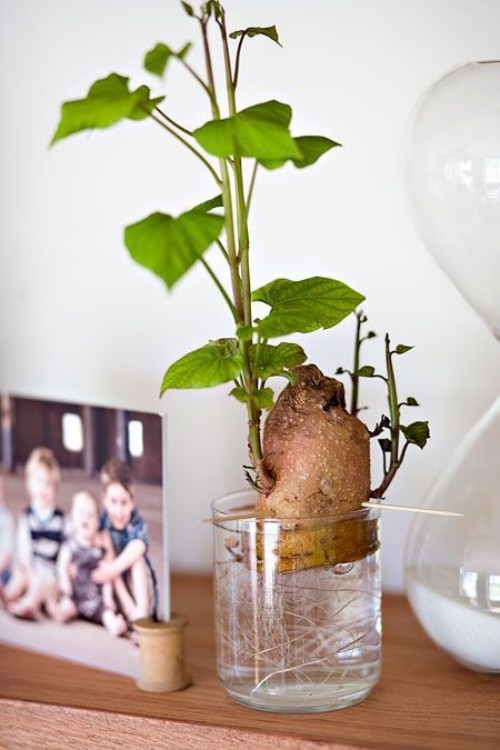 Wasserpflanze Kartoffel