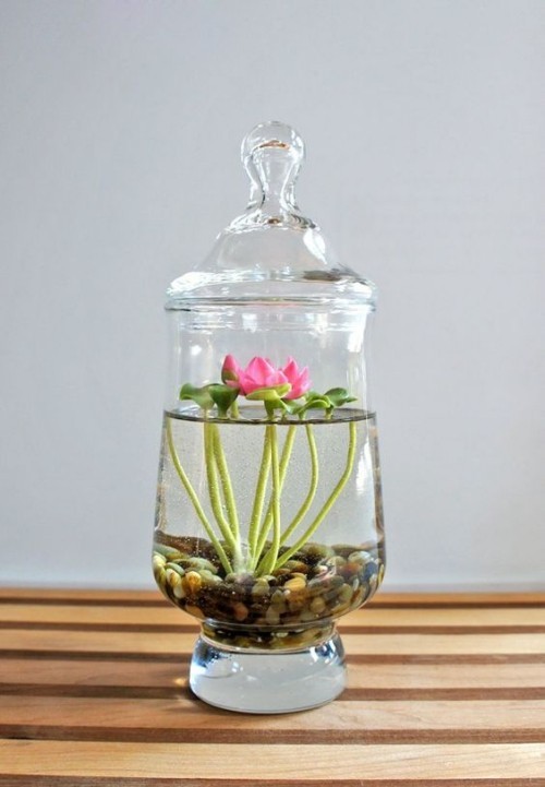 Wasserpflanze Wasserlilie