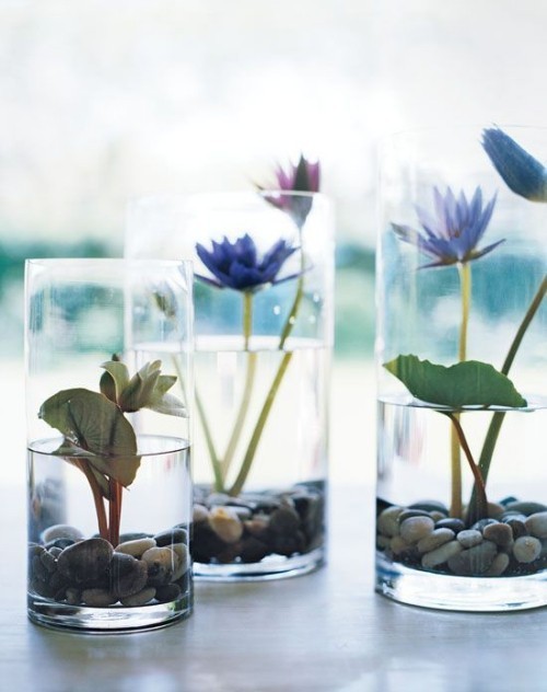 Wasserpflanze Wasserlilien