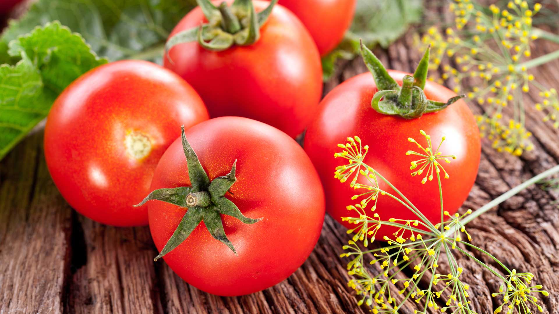 tomaten diät schnell abnehmen fettkiller