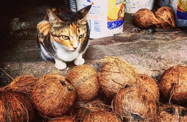 Kokosöl gegen Zecken kokonüsse