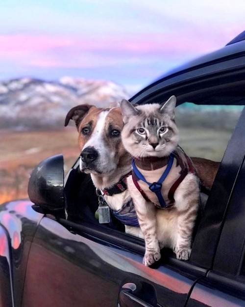 Katzen erziehen reise