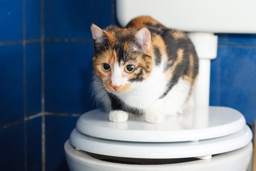 Katzen erziehen toilette