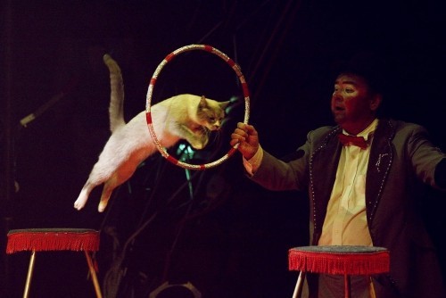Katzen erziehen zirkus hindernis