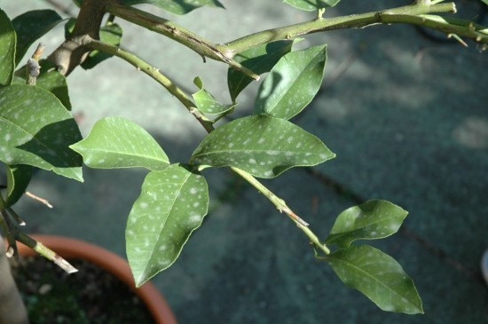 zitronenbaum pflege zimmerpflanzen gartentipps